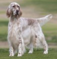 SETTER INGLÊS